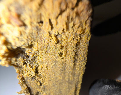 STATIC DRY SIFT - CBN+
